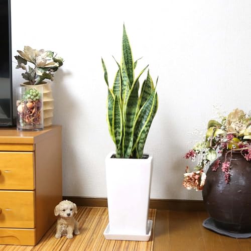 サンスペリア８号鉢 観葉植物 サンスベリア 8号高陶器鉢 : 観葉植物の生産直売 幸せの花
